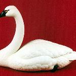 Tundra Swan -  World Pairs