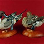 Pintails -  World Pairs