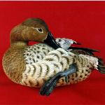 Canvasback Hen - Decorative Floating Lifesize