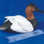 Canvasback Drake - Decorative Floating Lifesize