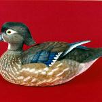 Wood Duck Hen - Decorative Floating Lifesize