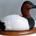 Canvasback Drake - Decorative Floating Lifesize